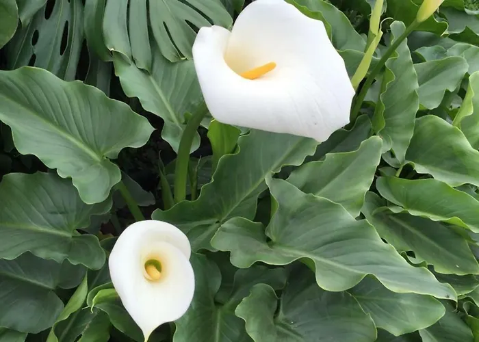 Casa Cueva Aday بيت للعطل *