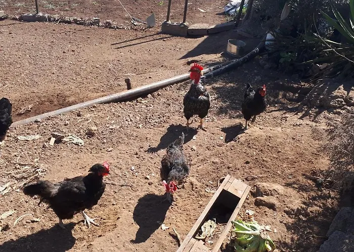 بيت للعطل Casa Cueva Aday Santa Maria de Guia de Gran Canaria